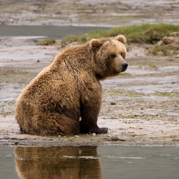 Alaska Bear Viewing Sitting Bear Reflection