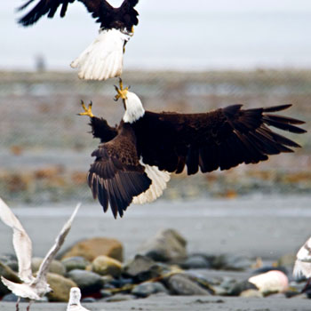 Alaska Adventure Trips Wildlife 2 Eagles Fighting