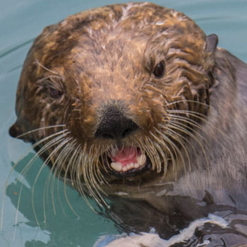 Alaska Adventures Kenai Fjords Cute Sea Otter