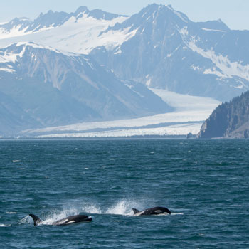 Alaska Adventure Tours 2 Whales W Glacier in Kenai Fjords