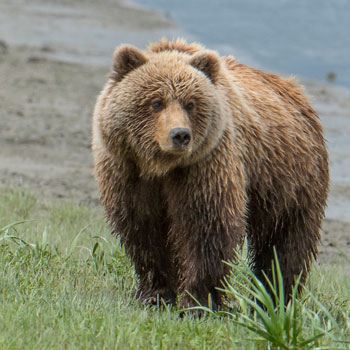 Alaska Bear Viewing Square Big Bear on Hillside