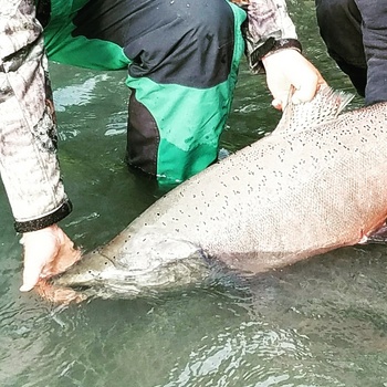 Alaska Fishing Kenai King Release