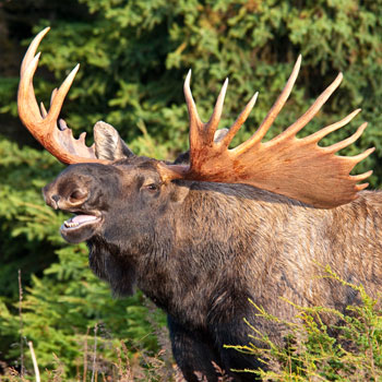 Alaska Wildlife Trips Big Bull Moose