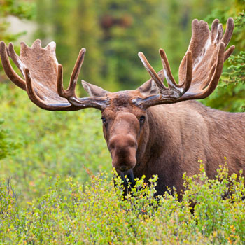 All Inclusive Vacations Bull Moose